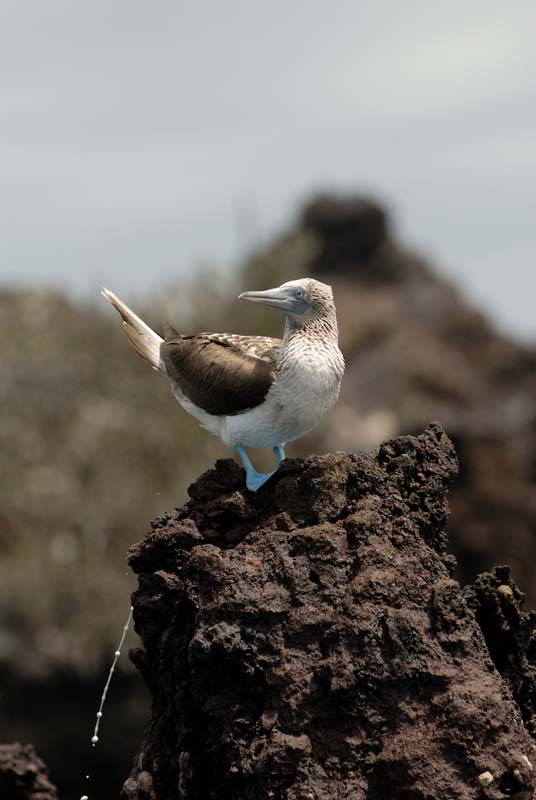 2559_GALAPAGOS_FLOREANA