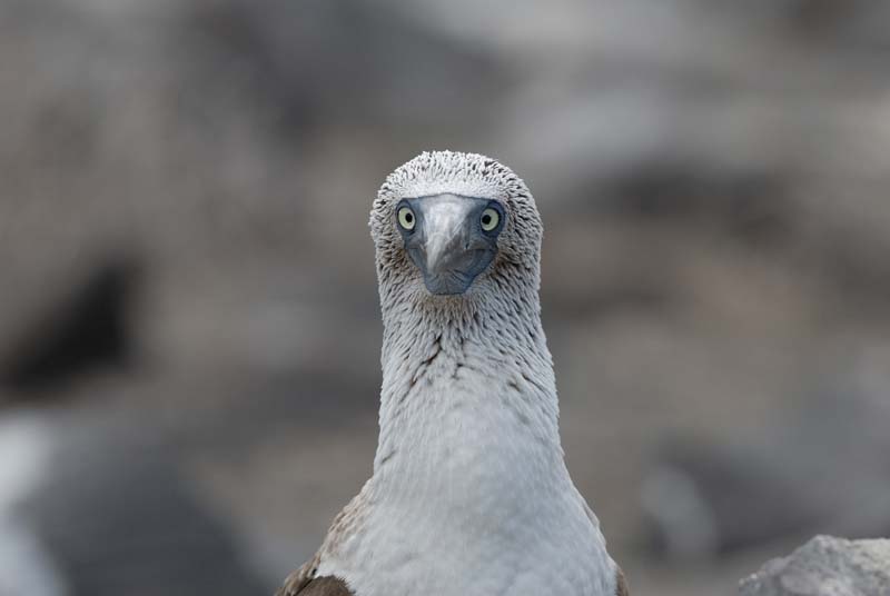 2857_GALAPAGOS_ESPAGNOLA