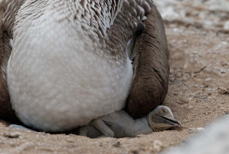2866_GALAPAGOS_ESPAGNOLA