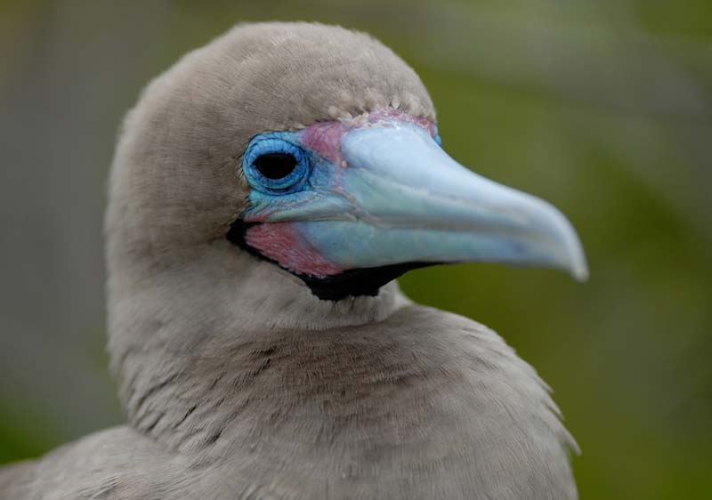 0353_GALAPAGOS_GENOVESA