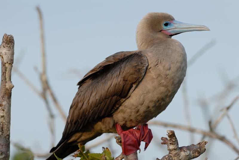 0631_GALAPAGOS_GENOVESA