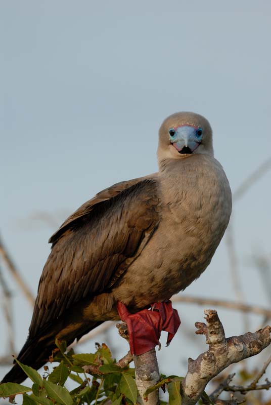 0637_GALAPAGOS_GENOVESA