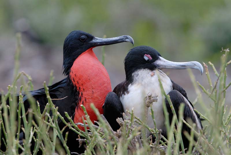 0286_GALAPAGOS_GENOVESA