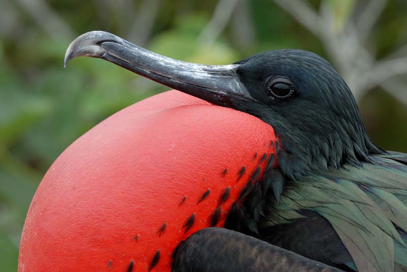 0382_GALAPAGOS_GENOVESA