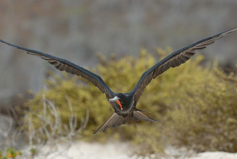 2498_GALAPAGOS_FLOREANA