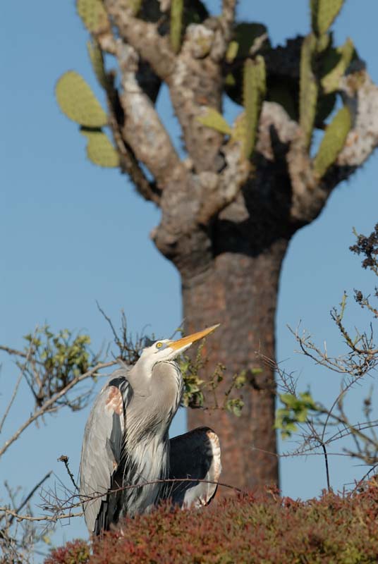 01_2705_GALAPAGOS_FLOREANA