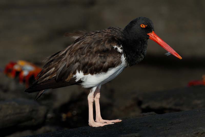 1434_GALAPAGOS_SANTIAGO_RABIDA