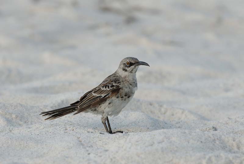 3096_GALAPAGOS_ESPAGNOLA