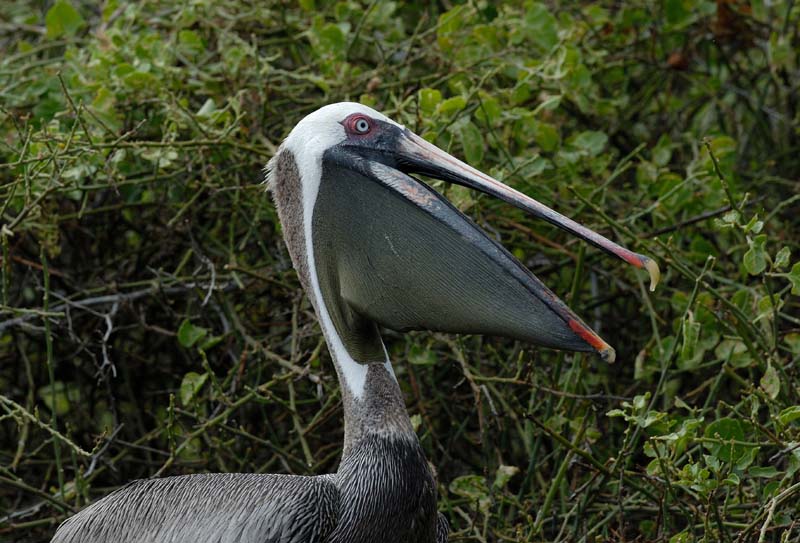 07_1171_GALAPAGOS_SANTIAGO_RABIDA