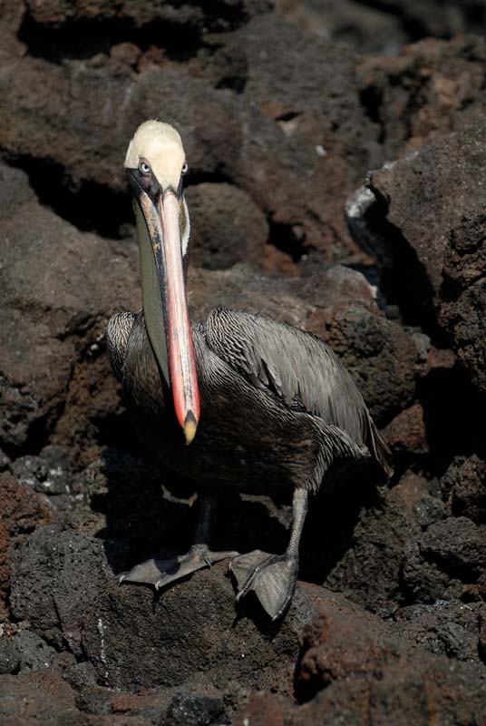 09_1664_GALAPAGOS_ISABELA_FERNANDINA