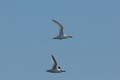 3758_GALAPAGOS_PLAZA_SUD
