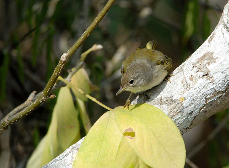 3944_GALAPAGOS_SANTA_CRUZ