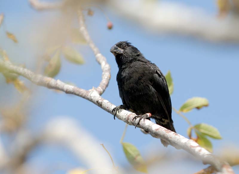 3952_GALAPAGOS_SANTA_CRUZ