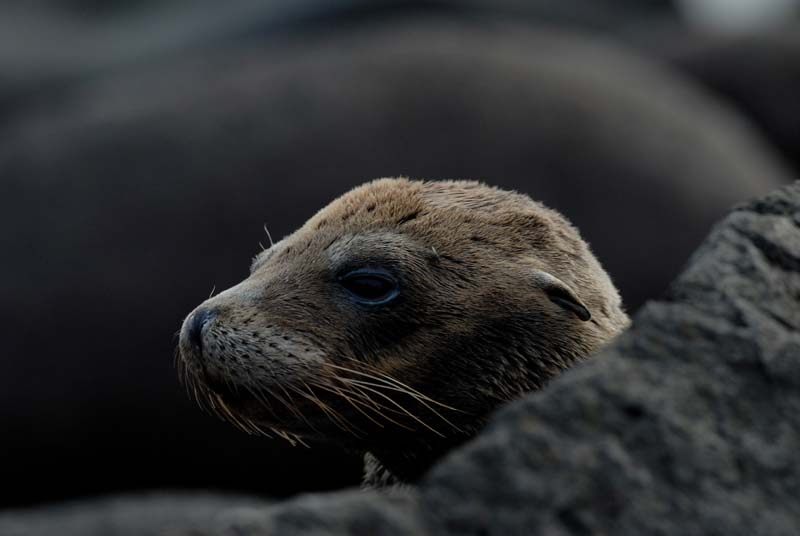 0119_GALAPAGOS_SEYMOUR