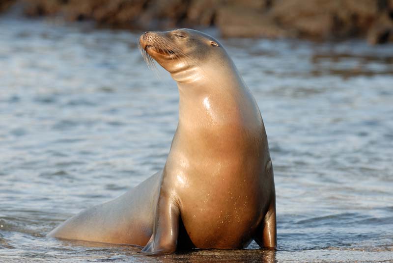 1781_GALAPAGOS_ISABELA_FERNANDINA
