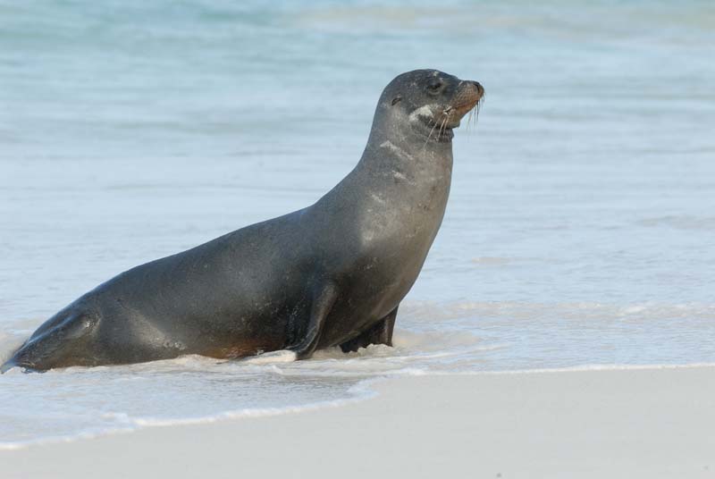 3090_GALAPAGOS_ESPAGNOLA