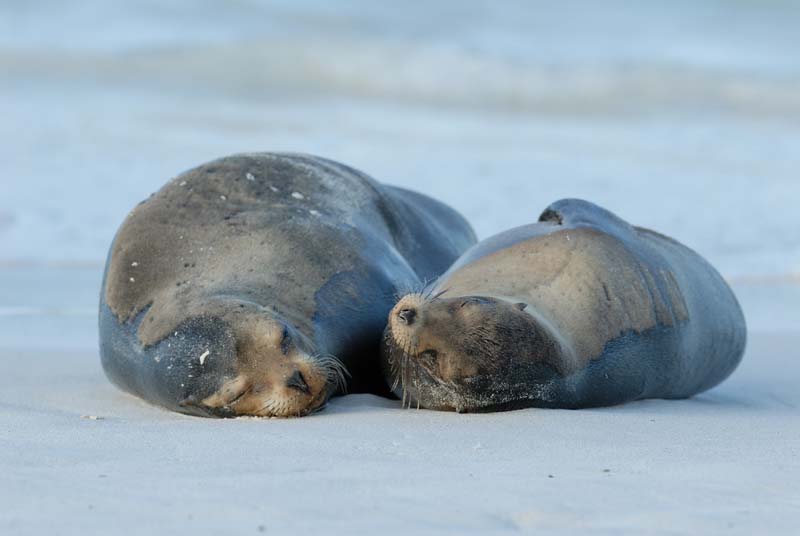 3158_GALAPAGOS_ESPAGNOLA