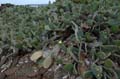 0376_GALAPAGOS_GENOVESA