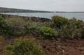 0380_GALAPAGOS_GENOVESA