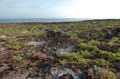 0561_GALAPAGOS_GENOVESA
